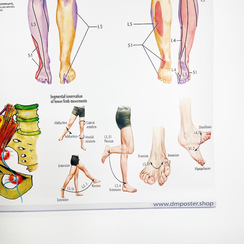 Leg Dermatomes Poster – Nerve Distribution Chart, Medical Anatomy Art ...