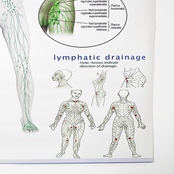 TORSOFUCK ／LYMPHATIC PHLEGM Disgusting Gore (Split with Lymphatic Phlegm) - EP by Torsofuck