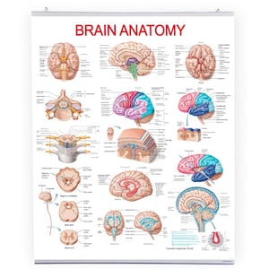 Könnte beinhalten: Ein detailliertes Lehrposter mit dem Titel "BRAIN ANATOMY" zeigt farbige Illustrationen des menschlichen Gehirns. Das Poster enthält verschiedene Ansichten und Querschnitte, beschriftet mit anatomischen Begriffen. Für Bildungs- oder medizinische Zwecke.