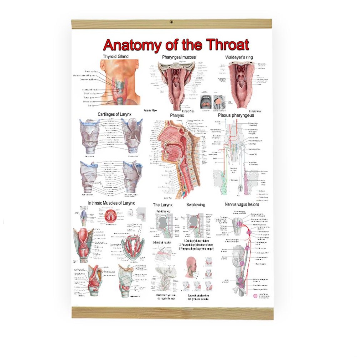 Ent Hand ENT Anatomy Poster Set – Ear, Throat, Nose Medical Charts - Etsy Canada