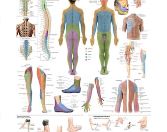 Dermatomes and Nerves Poster – Sensory Map of Human Body | Anatomy Chart PDF Download