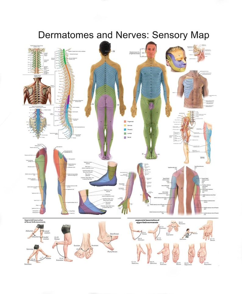 Dermatomes and Nerves Poster – Sensory Map of Human Body | Anatomy