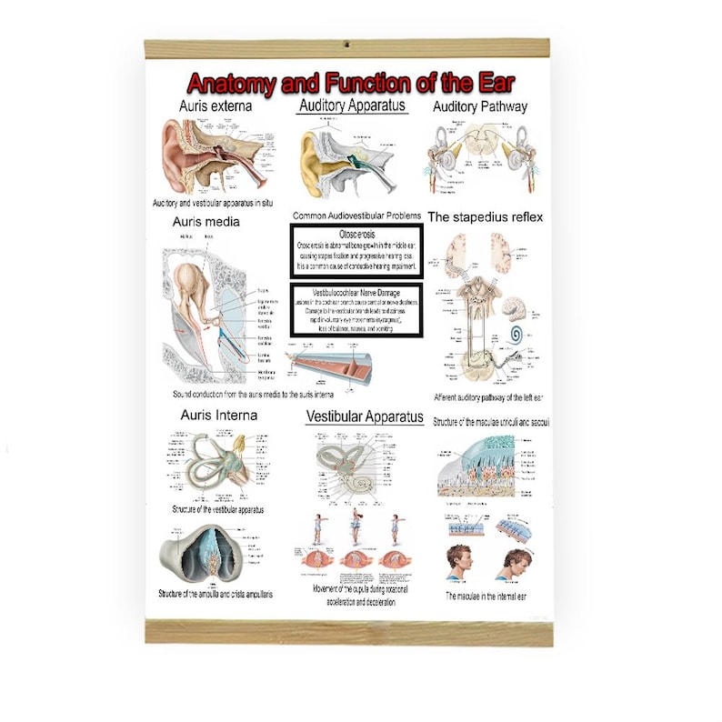 Ent Hand ENT Anatomy Poster Set – Ear, Throat, Nose Medical Charts - Etsy Australia