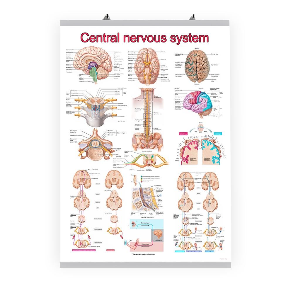 Central Nervous System Anatomy Poster: Brain and Spinal Cord Chart ...