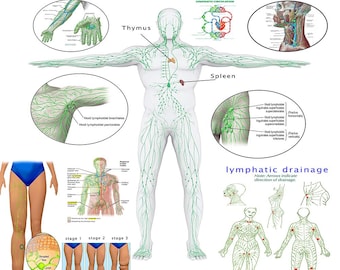 The Lymphatic System Poster: A Comprehensive Visual Guide PDF HQ FILE