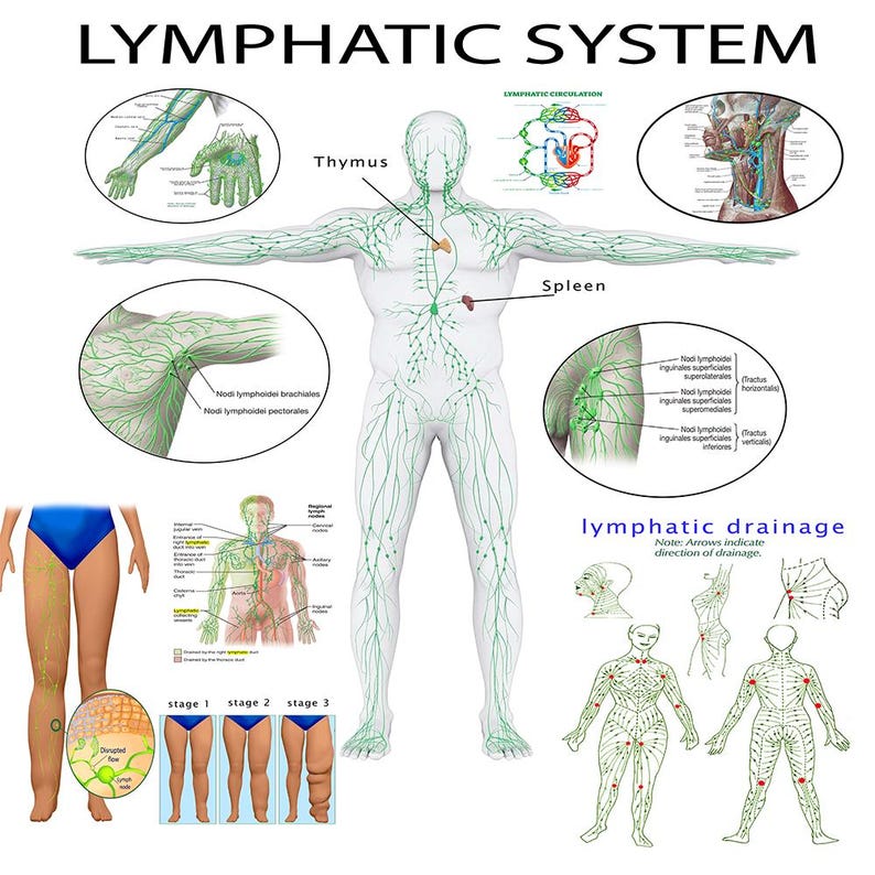The Lymphatic System Poster: A Comprehensive Visual Guide PDF HQ FILE image 1
