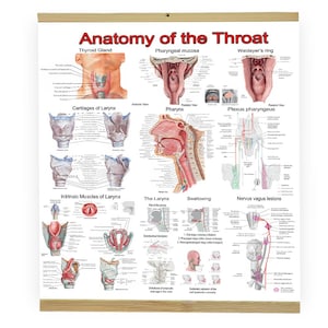 Anatomy of the Throat Poster – Pharynx and Larynx Anatomy Chart 70×50 and 100×80 cm – Free EU Shipping; for ENT Doctors and Students