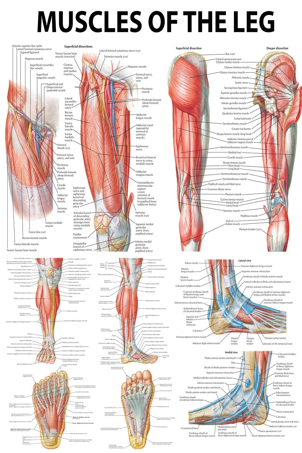 Muscles of the Leg Poster – Human Anatomy Chart of Thigh, Calf & Foot ...
