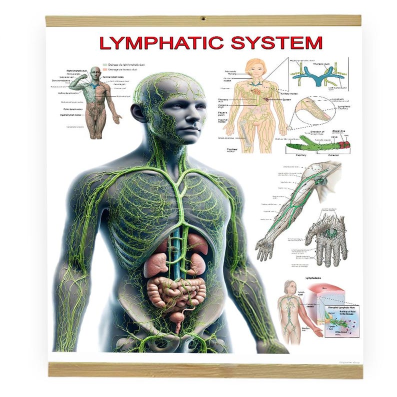 Lymphatic System Poster – Anatomy Chart for Physiotherapy, Lymphedema ...