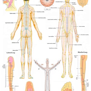 Meridianos Yin y Yang del cuerpo humano - Gráfico de acupuntura de alta resolución (PDF imprimible) / Póster de medicina tradicional china