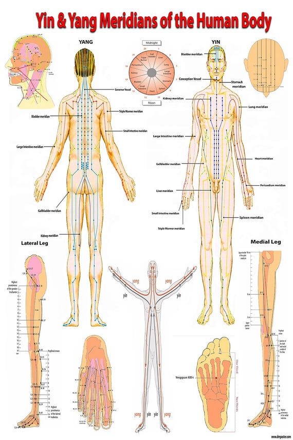 Yin & Yang Meridians of the Human Body - High-Resolution Acupuncture Chart Printable PDF | Traditional Chinese Medicine Poster