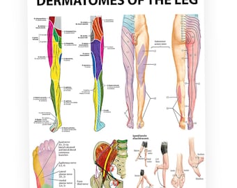 Poster dermatomes des jambes - Tableau de répartition des nerfs, art de l'anatomie médicale