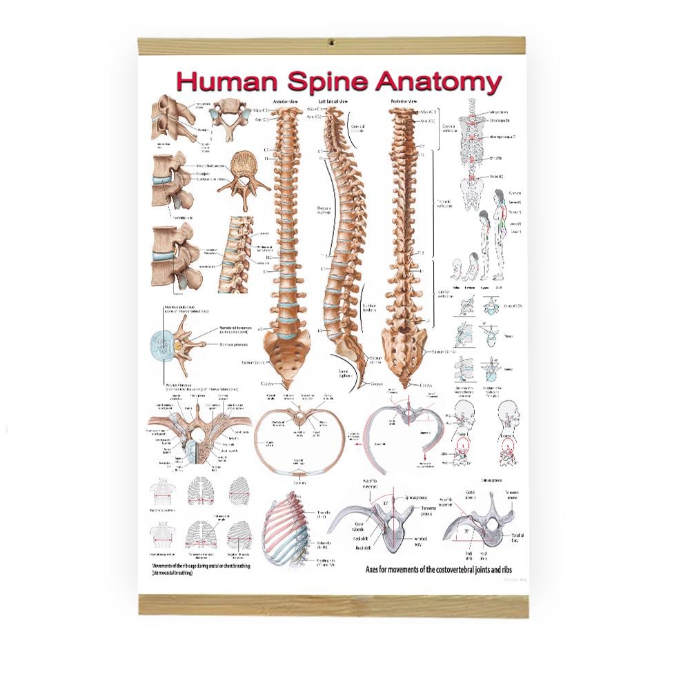 Spine Anatomy Poster Set – Spinal Disorders, Vertebral Chart - Etsy ...
