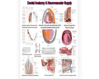 Dental Anatomy and Nerves Poster: Oral Cavity Chart for Dentists; 70x50 and 100x80 cm