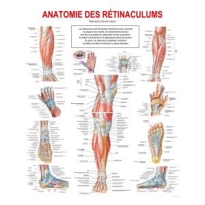 May include: An educational medical poster titled ANATOMIE DES RÉTINACULUMS featuring detailed anatomical illustrations of human tendons, ligaments, and muscles in the wrist, hand, knee, and foot, with descriptive text labels in French.
