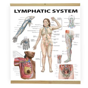 Può includere: Un poster con la scritta "LYMPHATIC SYSTEM" in alto. Il poster presenta illustrazioni anatomiche dettagliate del sistema linfatico, inclusi diagrammi del corpo umano, braccia e gambe, con etichette e frecce.