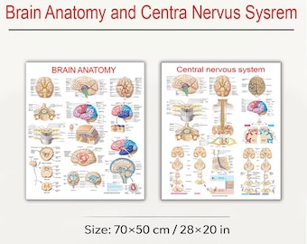 Poster di anatomia del cervello e del sistema nervoso: sussidio per lo studio degli studenti di medicina