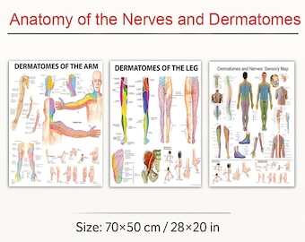 Posters d'anatomie - Nerfs et dermatomes, art de la neuroanatomie (Lot de 3)