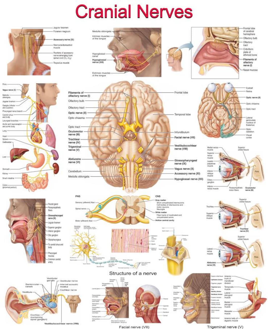 Nerfs crâniens : le guide visuel ultime : PDF haute résolution