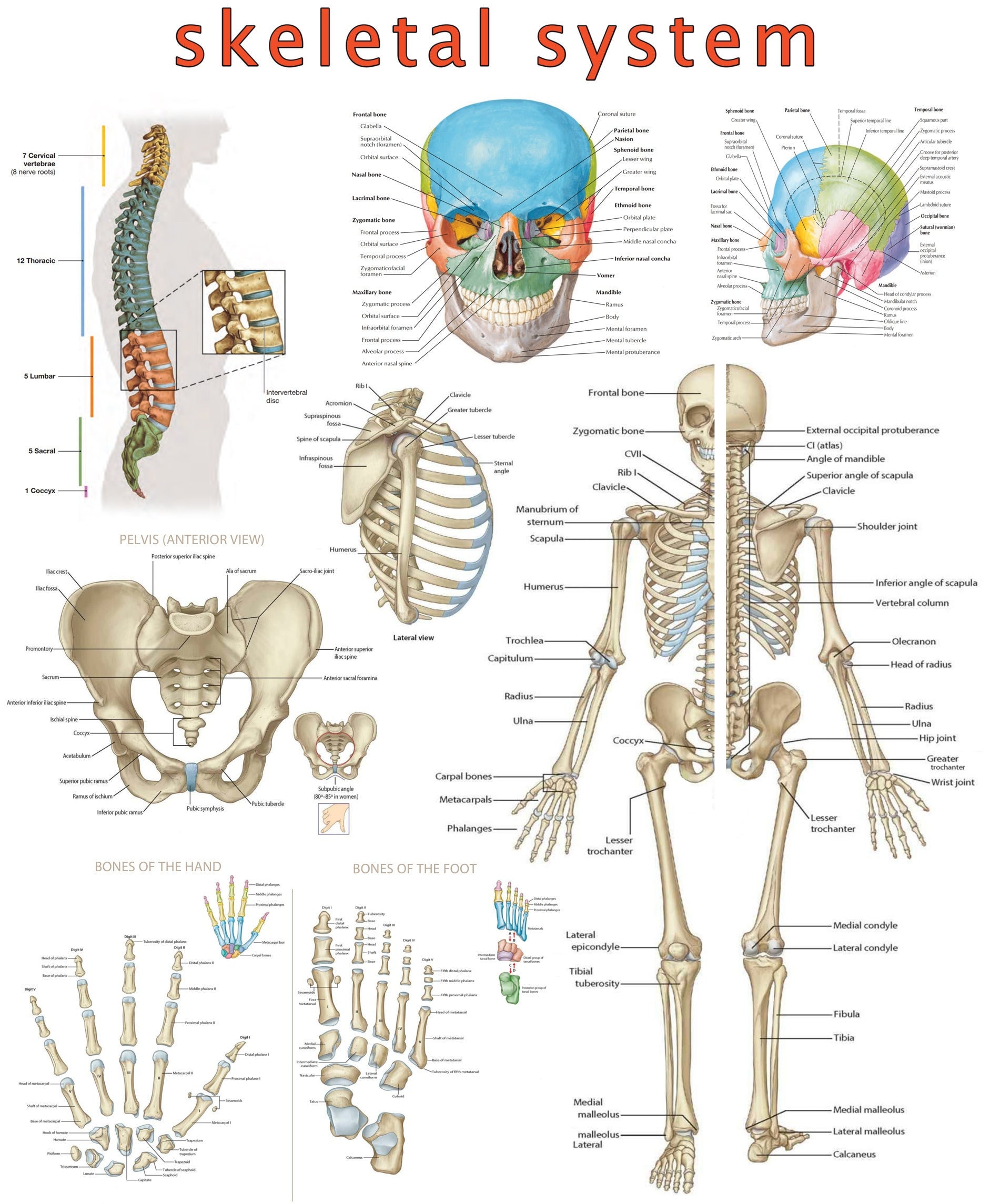 Skeletal System Bone Complete Chart