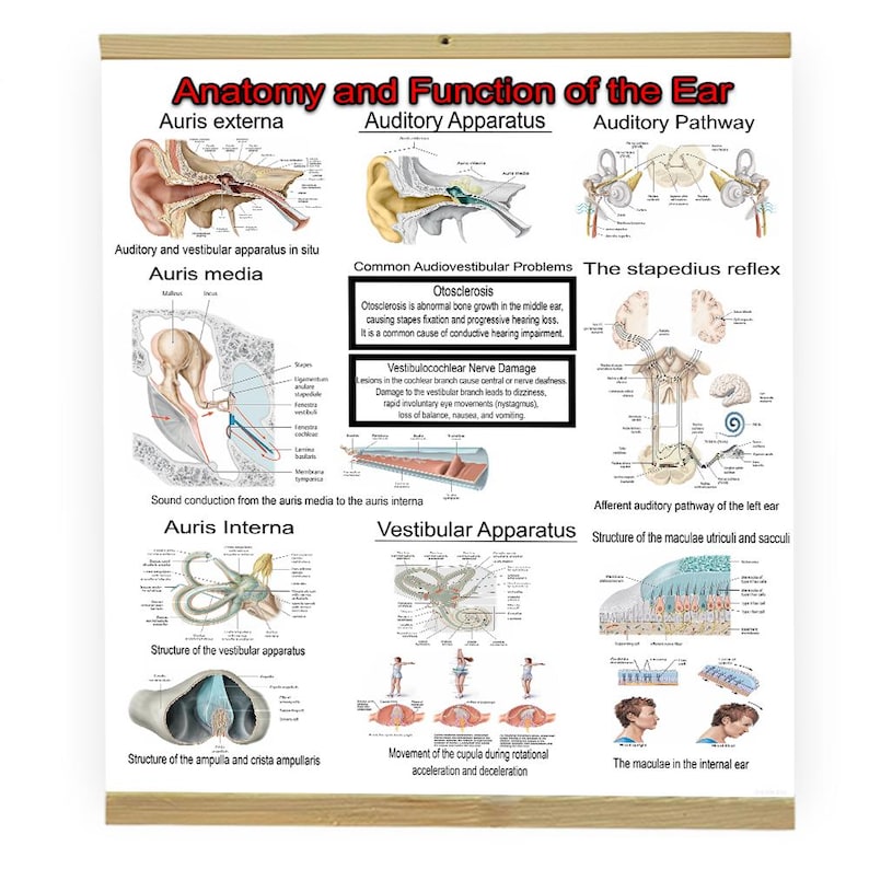 Ear Anatomy Poster: Medical Chart for Doctors & Students - Etsy Australia