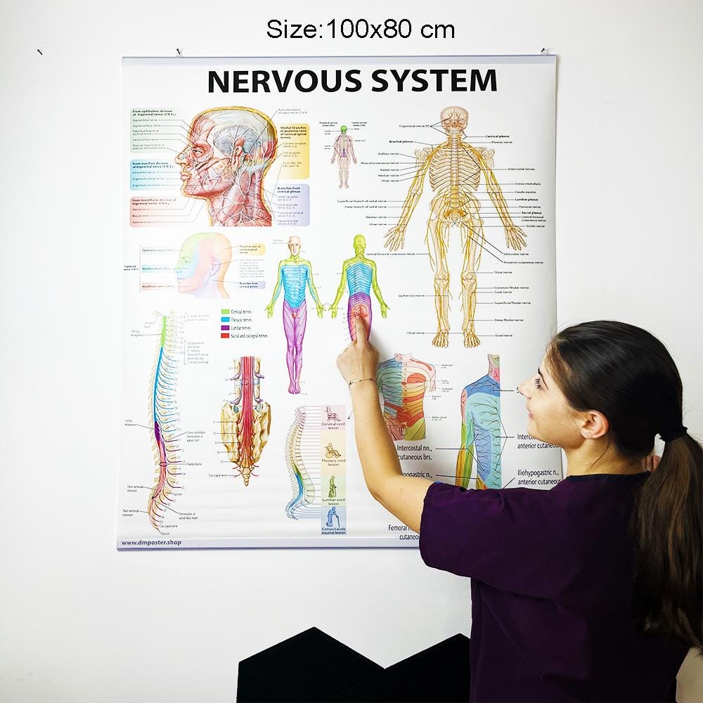 Nervous System Anatomy Poster: Medical Neurology Chart - Etsy Australia
