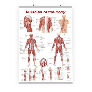 Muscular System Anatomy Poster—Physical Product EU ONLY—Educational Wall Chart for Clinics