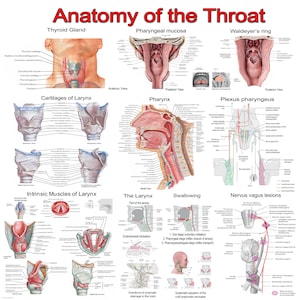 Anatomy of the Throat: Detailed Medical Poster | Instant Digital Download