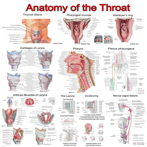 Anatomy Of Throat Head And Neck Anatomy: Larynx