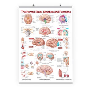 Può includere: Un poster intitolato "Il cervello umano: struttura e funzioni" con illustrazioni anatomiche dettagliate del cervello, del midollo spinale e dei sistemi correlati. I diagrammi mostrano i percorsi uditivi e visivi, i riflessi e la formazione reticolare. Il poster è su sfondo bianco.