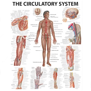 May include: Anatomy chart titled "The Circulatory System" showing detailed illustrations of the human circulatory system. The chart includes labeled diagrams of arteries, veins, and the heart, with a central figure of a human body.