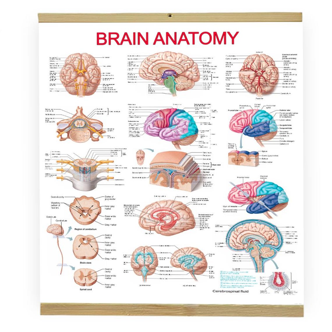 Brain Anatomy Poster: Medical Wall Chart for Neurology, Physiotherapy ...