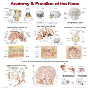 May include: A detailed anatomical illustration of the human nose, showing the skeletal structure, neurovasculature, olfactory system, and the process of smell. The illustration includes diagrams of the nasal cavity, sinuses, and olfactory bulb, as well as the innervation of the tracheobronchial tree. The text "Anatomy & Function of the Nose" is at the top of the image.
