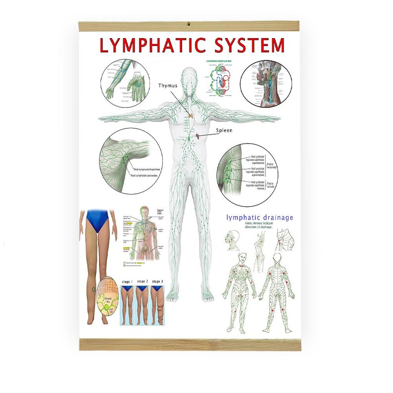 Lymphatic System Anatomy Posters: Medical Student & Doctor Gift - Etsy ...