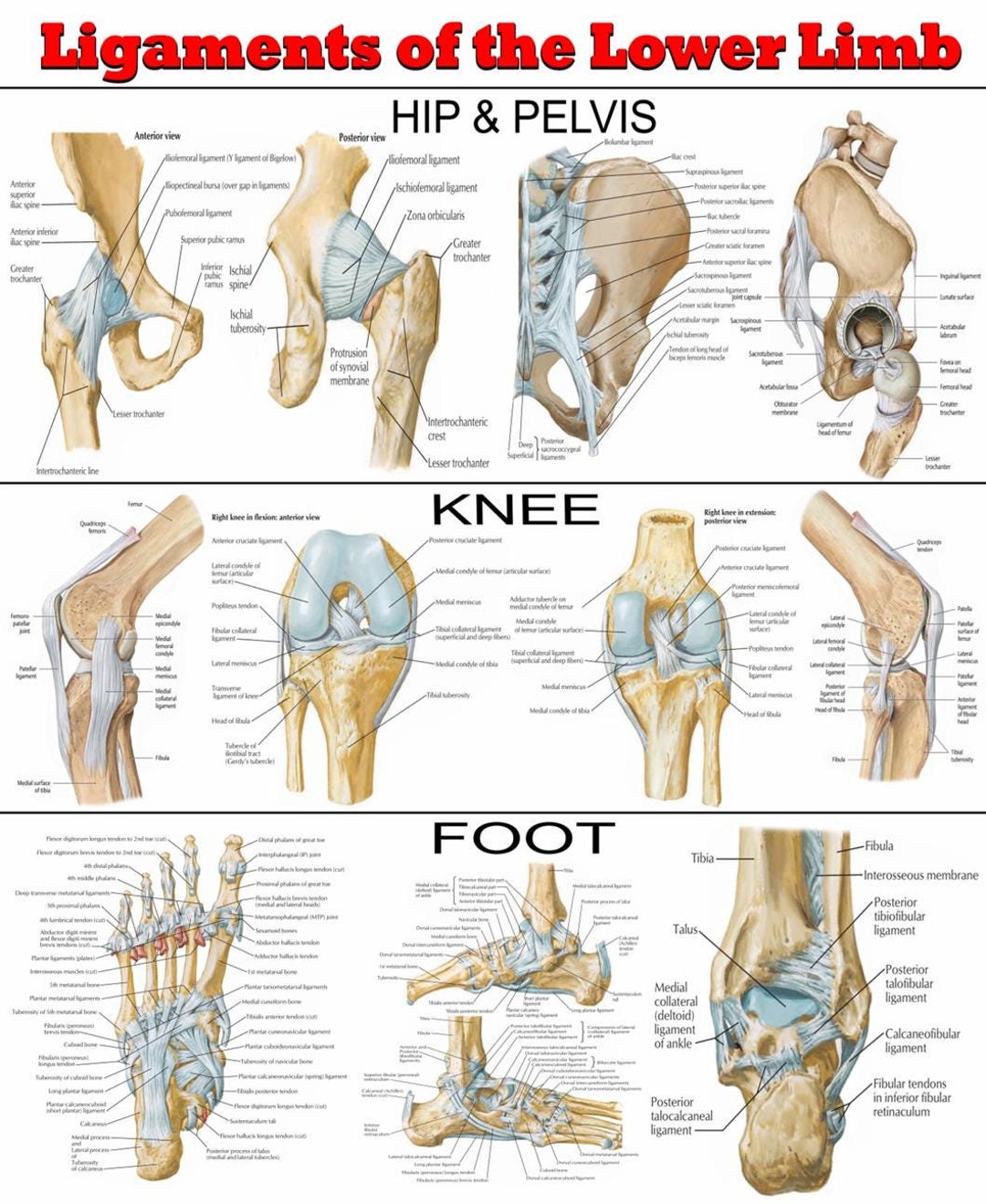 Ligaments Of The Lower Limb An Anatomical Overview Poster Ready to Ligaments Of The Lower Limb An Anatomical Overview Poster Ready to