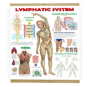 Può includere: Un poster educativo sul sistema linfatico, con illustrazioni anatomiche e testo che spiega i disturbi e il drenaggio linfatico. Il poster è montato su una cornice di legno. Misure in cm.