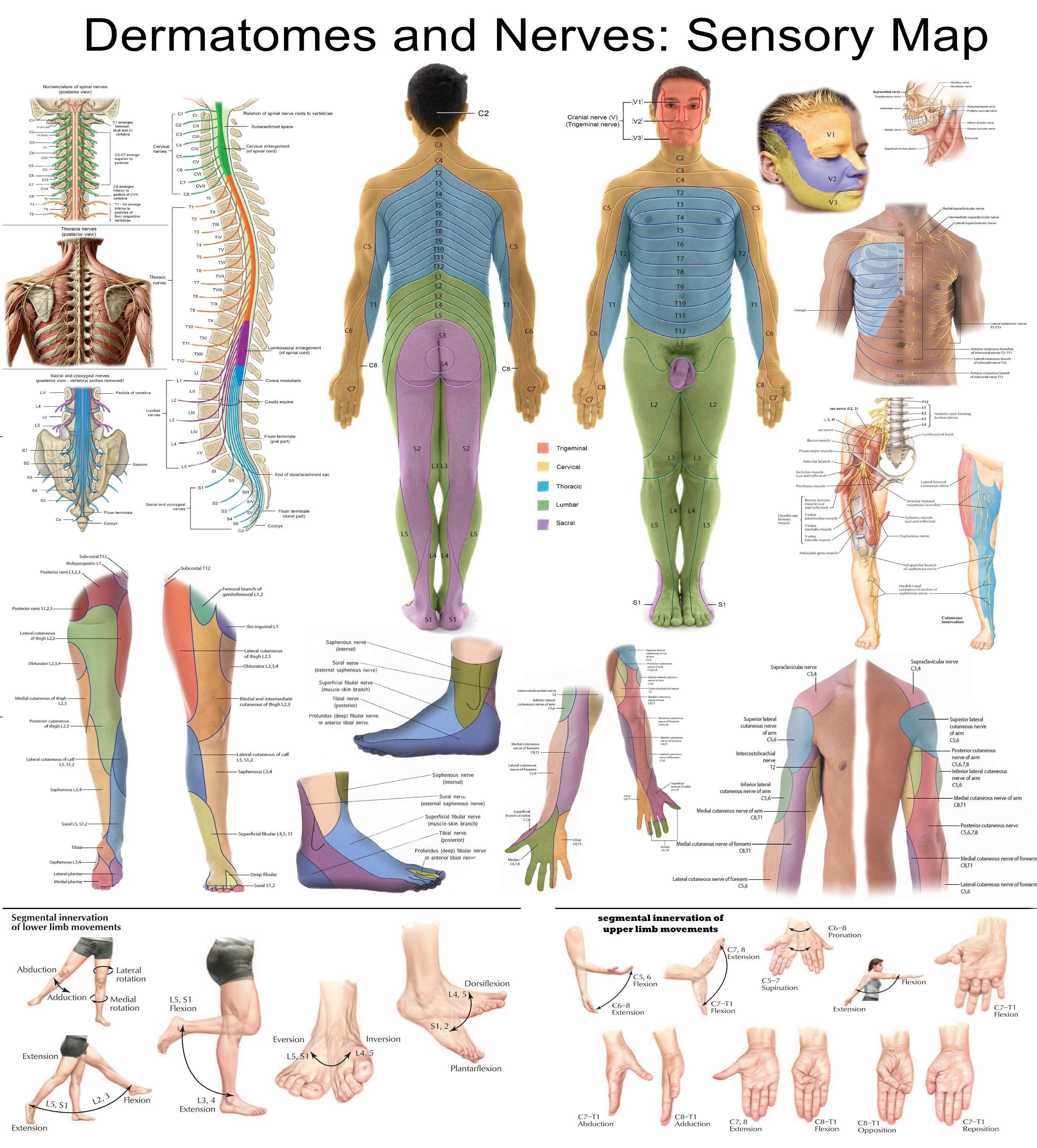 Dermatomes And Nerves Poster Sensory Map Of Human Body Anatomy 