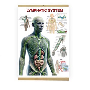 Può includere: Poster anatomico del "SISTEMA LINFATICO". L'immagine principale mostra il sistema linfatico in verde su un corpo umano, con diagrammi dettagliati di vasi e nodi. Con cornice in legno.