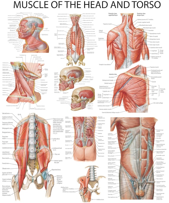 筋肉解剖図: 頭、首、胴体の筋肉 - 高解像度 PDF | すぐに印刷