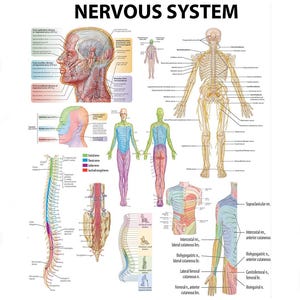 Puede incluir: Gráfico de anatomía titulado "NERVOUS SYSTEM" con ilustraciones detalladas del sistema nervioso humano. El gráfico incluye diagramas del cerebro, la médula espinal y los nervios periféricos, con etiquetas y secciones codificadas por colores.
