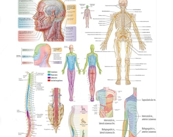 Anatomical Poster: Human Nervous System - Neural Pathways (High-Resolution PDF)