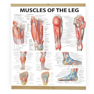 Muscles of the Leg Anatomy Poster – Medical Wall Chart for Physiotherapy, Sports Medicine, Doctor Gift – Free EU Shipping