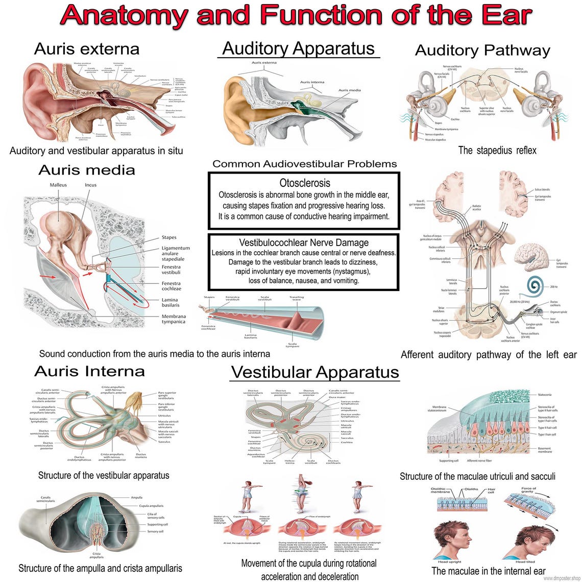 Anatomy & Function of the Ear Poster—high-resolution Medical ...