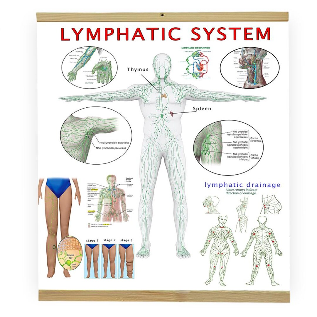 TORSOFUCK ／LYMPHATIC PHLEGM Torsofuck / Lymphatic Phlegm” álbum de Torsofuck & Lymphatic
