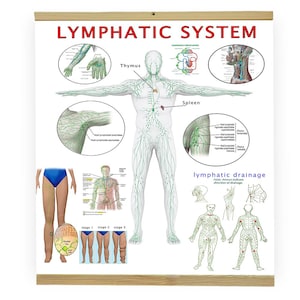 Lymphatic System & Drainage Poster – Anatomy Chart for Lymphedema Education, Physio – Free EU Shipping