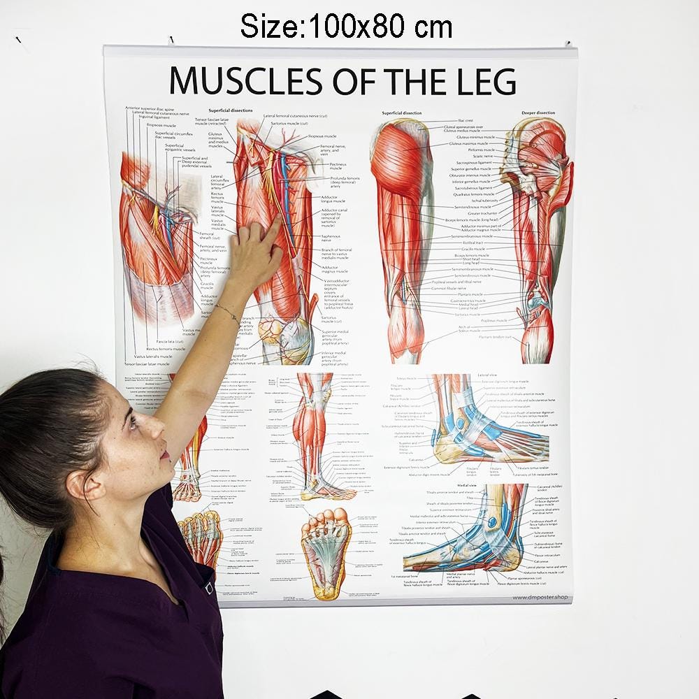 Muscles of the Leg Anatomy Poster: Medical Wall Art, Physiotherapy ...