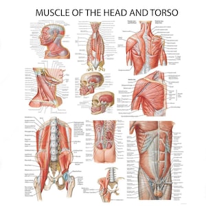 Puede incluir: Tabla de anatomía titulada "Músculo de la cabeza y el torso". La tabla presenta ilustraciones detalladas de los músculos humanos, incluyendo la cabeza, el cuello, el torso y las estructuras esqueléticas. Las ilustraciones están etiquetadas con términos anatómicos.