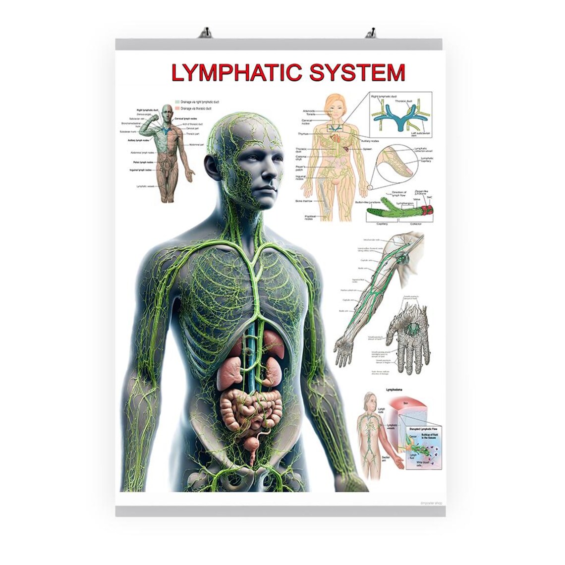 Lymphatic System Poster – Anatomy Chart for Physiotherapy, Lymphedema ...