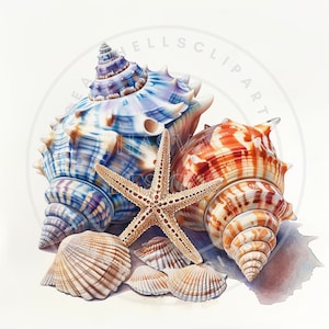 Sea shells clipart, 12 High-Quality PNGs, Beach Clipart, Seashell PNG, Beach png, Instant Digital Download, Commercial use