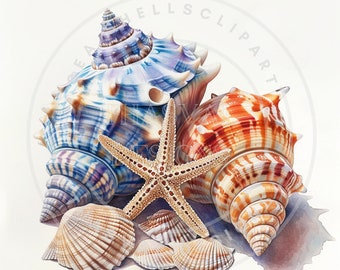 Seashell Clipart, Beach Coastal PNG Graphics (Digital Download)
